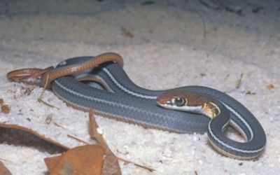 Masticophis schotti schotti