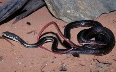 Masticophis taeniatus girardi