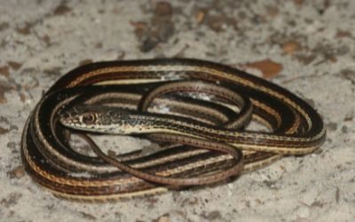 Masticophis taeniatus taeniatus