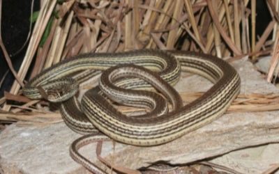 Masticophis taeniatus taeniatus