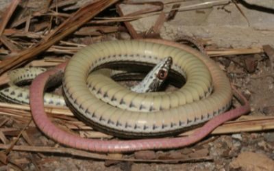 Masticophis taeniatus taeniatus
