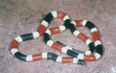 Micruroides euryxanthus euryxanthus