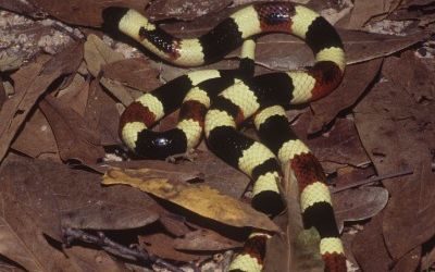 Micruroides euryxanthus euryxanthus