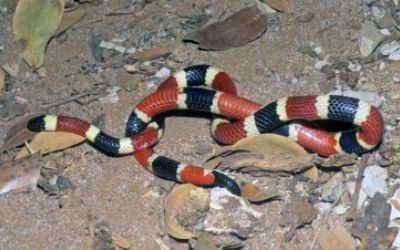 Micruroides euryxanthus euryxanthus