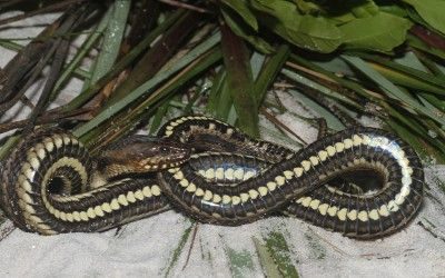 Nerodia clarkii clarkii