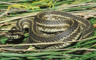 Nerodia clarkii clarkii