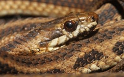 Nerodia clarkii clarkii