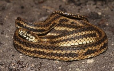 Nerodia clarkii clarkii