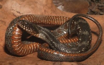 Nerodia clarkii compressicauda