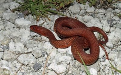 Nerodia clarkii compressicauda