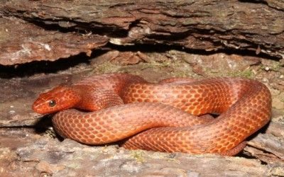 Nerodia clarkii compressicauda