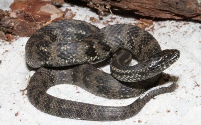 Nerodia clarkii compressicauda