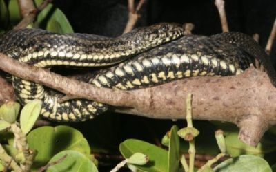 Nerodia clarkii taeniata