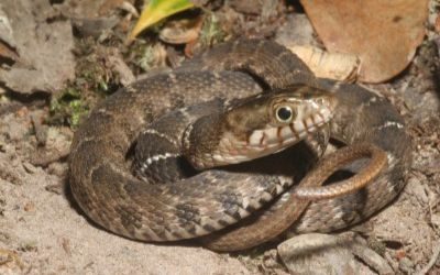 Nerodia erythrogaster blotched