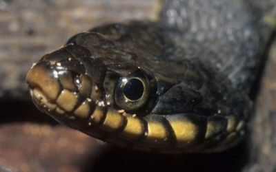 Nerodia erythrogaster blotched