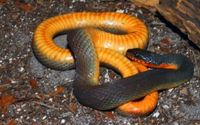 Nerodia erythrogaster red