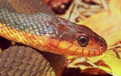 Nerodia erythrogaster red