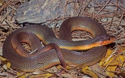 Nerodia erythrogaster red