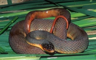 Nerodia erythrogaster red