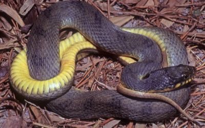 Nerodia erythrogaster yellow