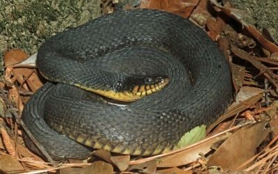 Nerodia erythrogaster yellow