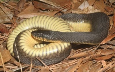 Nerodia erythrogaster yellow