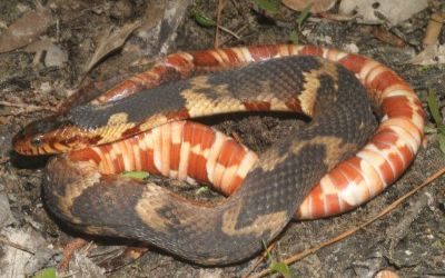 Nerodia fasciata confluens