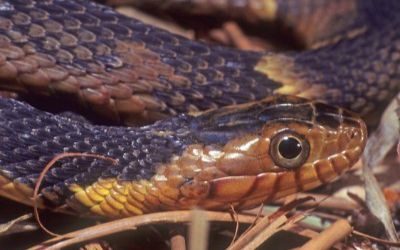 Nerodia fasciata confluens