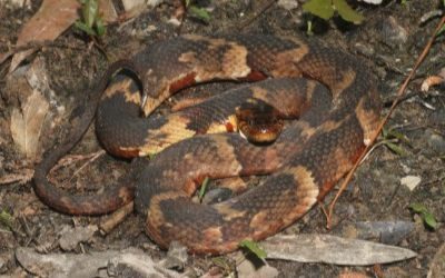 Nerodia fasciata confluens