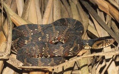 Nerodia fasciata fasciata