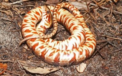 Nerodia fasciata fasciata