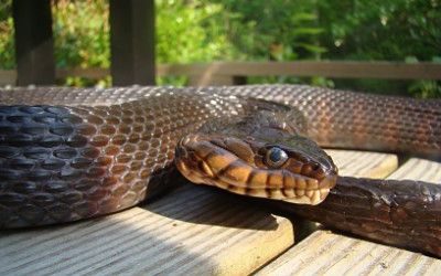 Nerodia fasciata fasciata