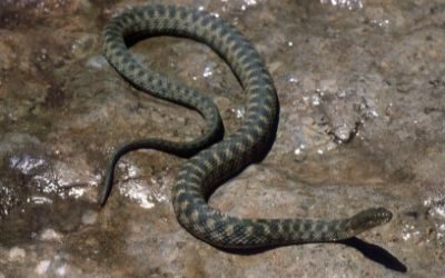 Nerodia harteri brazos