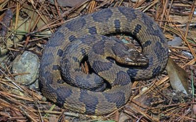 Nerodia sipedon pleuralis