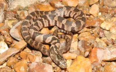 Nerodia sipedon pleuralis