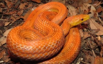 Pantherophis alleghaniensis everglades
