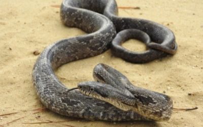 Pantherophis alleghaniensis gray