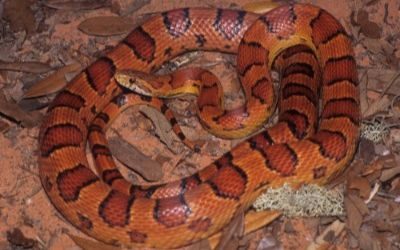 Pantherophis guttata guttata