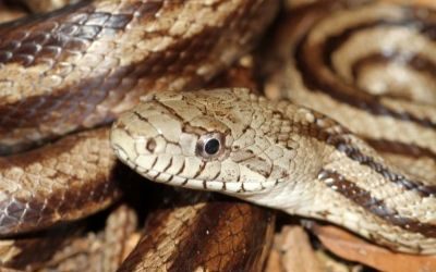 Pantherophis obsoleta williamsi
