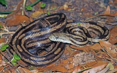 Pantherophis obsoleta williamsi
