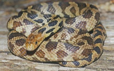 Pantherophis vulpina