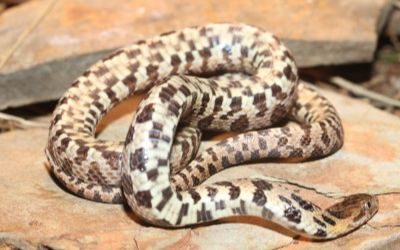 Pantherophis vulpina