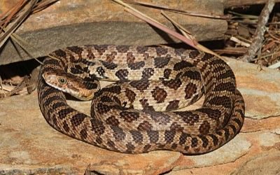 Pantherophis vulpina
