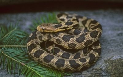 Pantherophis vulpina