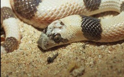 Phyllorhynchus browni