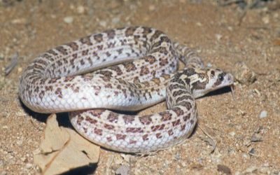 Phyllorhynchus decurtatus