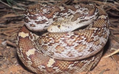 Pituophis catenifer affinis