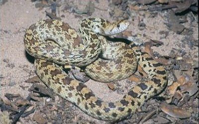 Pituophis catenifer affinis