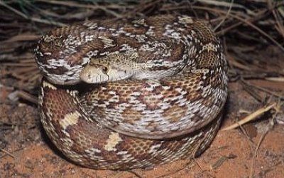 Pituophis catenifer affinis