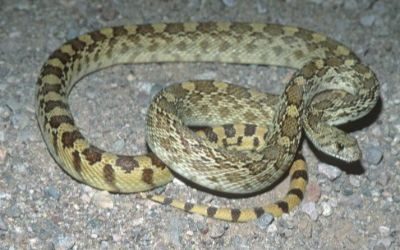 Pituophis catenifer affinis